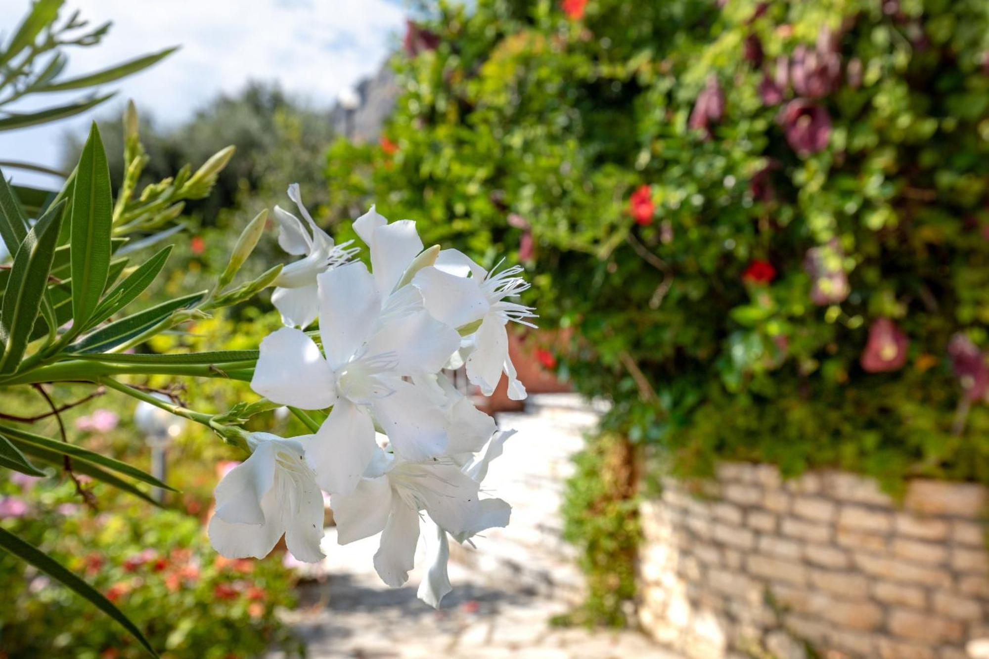 Nafsika Nisaki (Corfu)