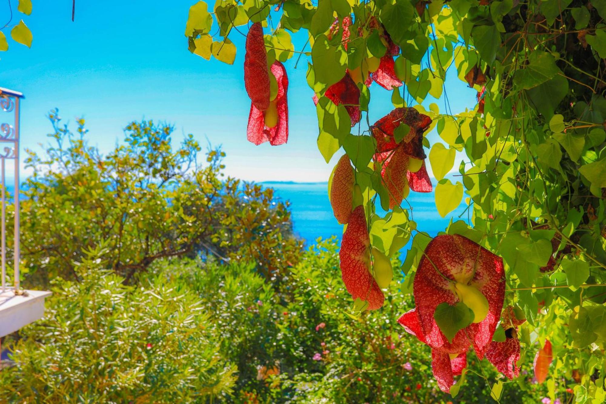 Nafsika Nisaki (Corfu)